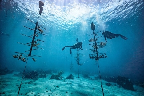 Resort-Based Conservation Efforts