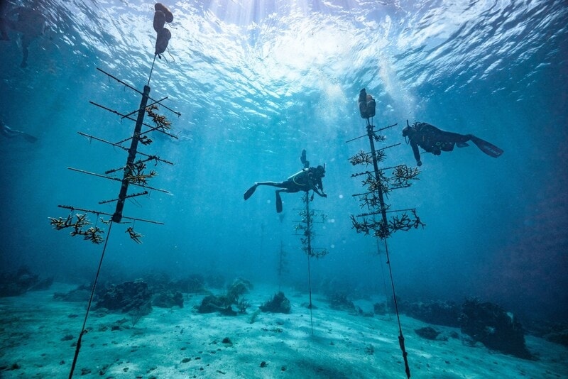 Resort-Based Conservation Efforts Article Thubnail