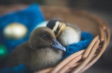 Versatile Liquid Egg Products