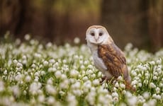 Animal Pest-Control Methods