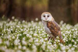 Animal Pest-Control Methods Article Thubnail