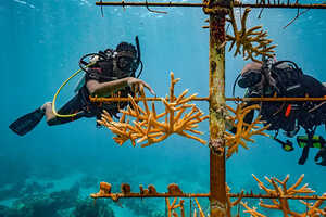 Coral Reef Restoration Efforts Article Thubnail