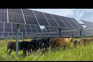 Agrivoltaic Development Projects Article Thubnail