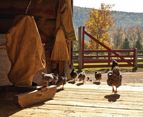 Farming Essentials Collections