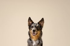 Two-Layered Dog Treats