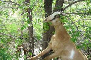 Goat Grazing Programs Article Thubnail