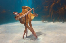 Unconventional Vehicle Control Ads