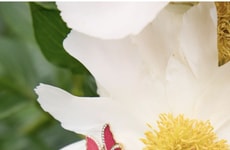 Garden-Inspired Jewelry Collabs