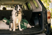 Travel-Friendly Dog Essentials Image 2