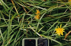 Limited-Edition Forest Green Cameras