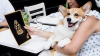 Dog-Friendly Dining Events Image 2