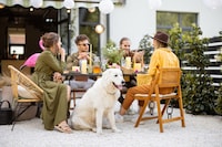 Dog-Friendly Patio Menus Image 1