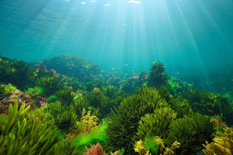 Sustainable Marine-Derived Textiles Article Thubnail