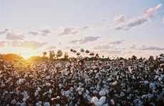 Regenerative Cotton Standards