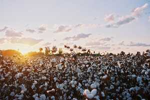 Regenerative Cotton Standards Article Thubnail