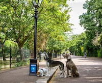 Pop-Up Pet Screenings Image 2