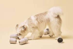 Pet-Enriching Pill Packaging Article Thubnail