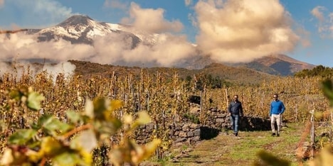 Uniquely Positioned Wine Estates