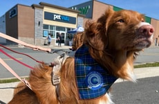 Locally-Made Pet Programs