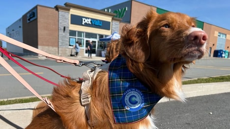 Locally-Made Pet Programs