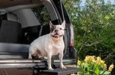 Seasonal Pet Care Capsules