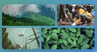 Urban Greening Infrastructure