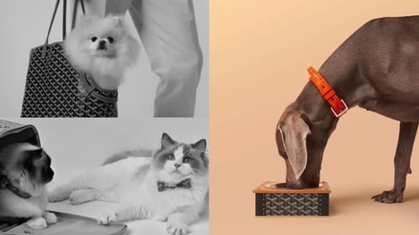 Modern Luxury Pet Accessories