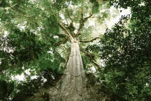 Carbon Credit Marketplaces Article Thubnail