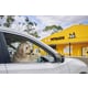 Australian Dog Deliveries Image 1