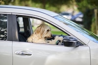 Australian Dog Deliveries Image 2