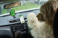 Australian Dog Deliveries Image 4