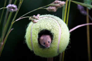 Upcycled Mouse Habitats Article Thubnail