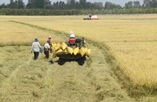 Sustainable Rice Farming Initiatives