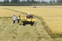 Sustainable Rice Farming Initiatives Image 1