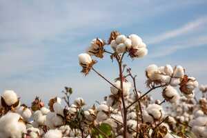 Improved Cotton Yield Initiatives Article Thubnail