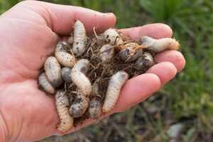 Eco-Conscious Fish Nutrition Article Thubnail