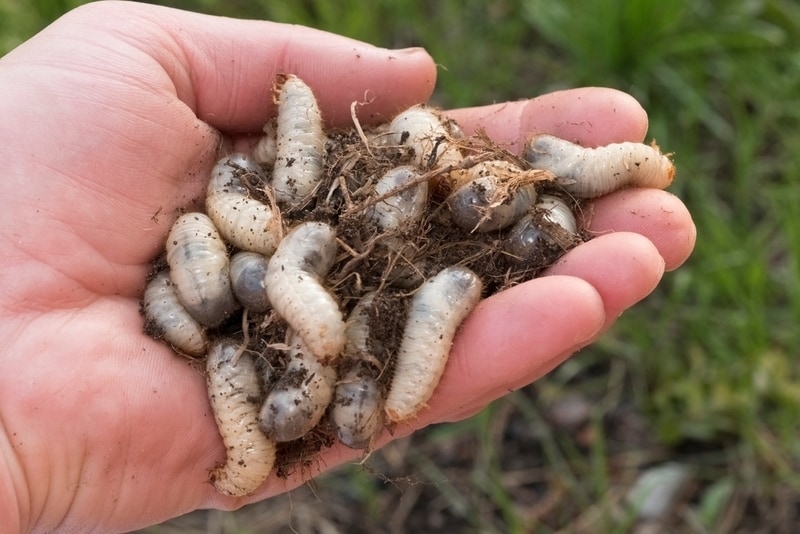 Eco-Conscious Fish Nutrition Article Thubnail