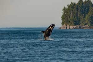 Aquatic Conservation Initiatives Article Thubnail