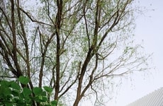 Serene Waterfront Pavilions