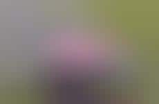 Infectious Summer Music Collabs