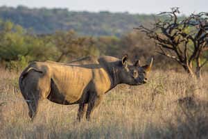Black Rhino Sanctuaries Article Thubnail