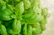 Hydroponic Basil Plants Article Thumbnail