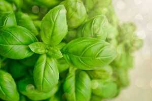 Hydroponic Basil Plants Article Thubnail
