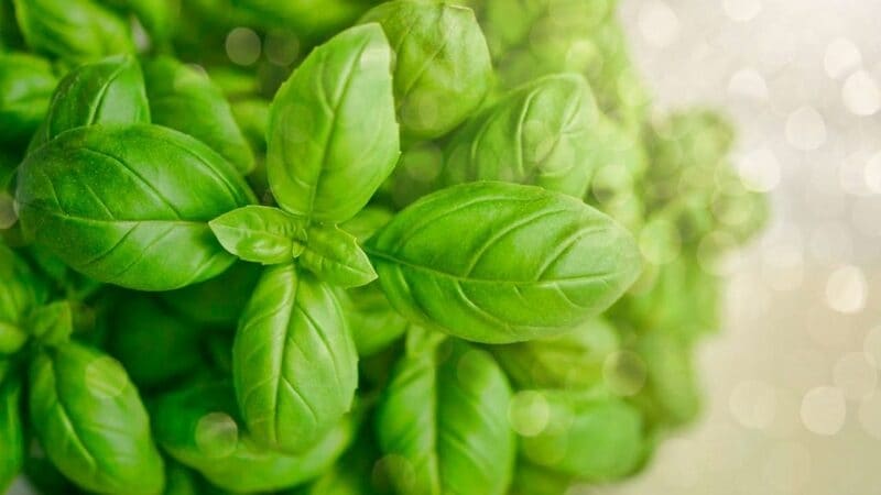 Hydroponic Basil Plants Article Thubnail