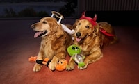 Halloween-Themed Pet Product Collections