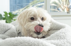 Pet-Focused Volcanic Fabrics