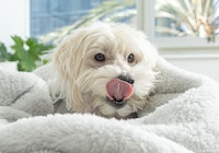 Pet-Focused Volcanic Fabrics