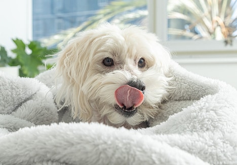 Pet-Focused Volcanic Fabrics