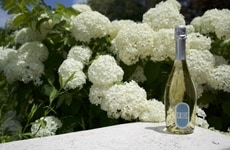 Zero-Sugar Low-Calorie Sparkling Wines