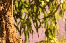 Woody Alcohol-Free Fragrances